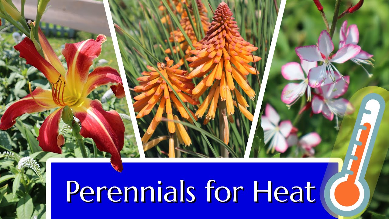 Heat Tolerant Perennials