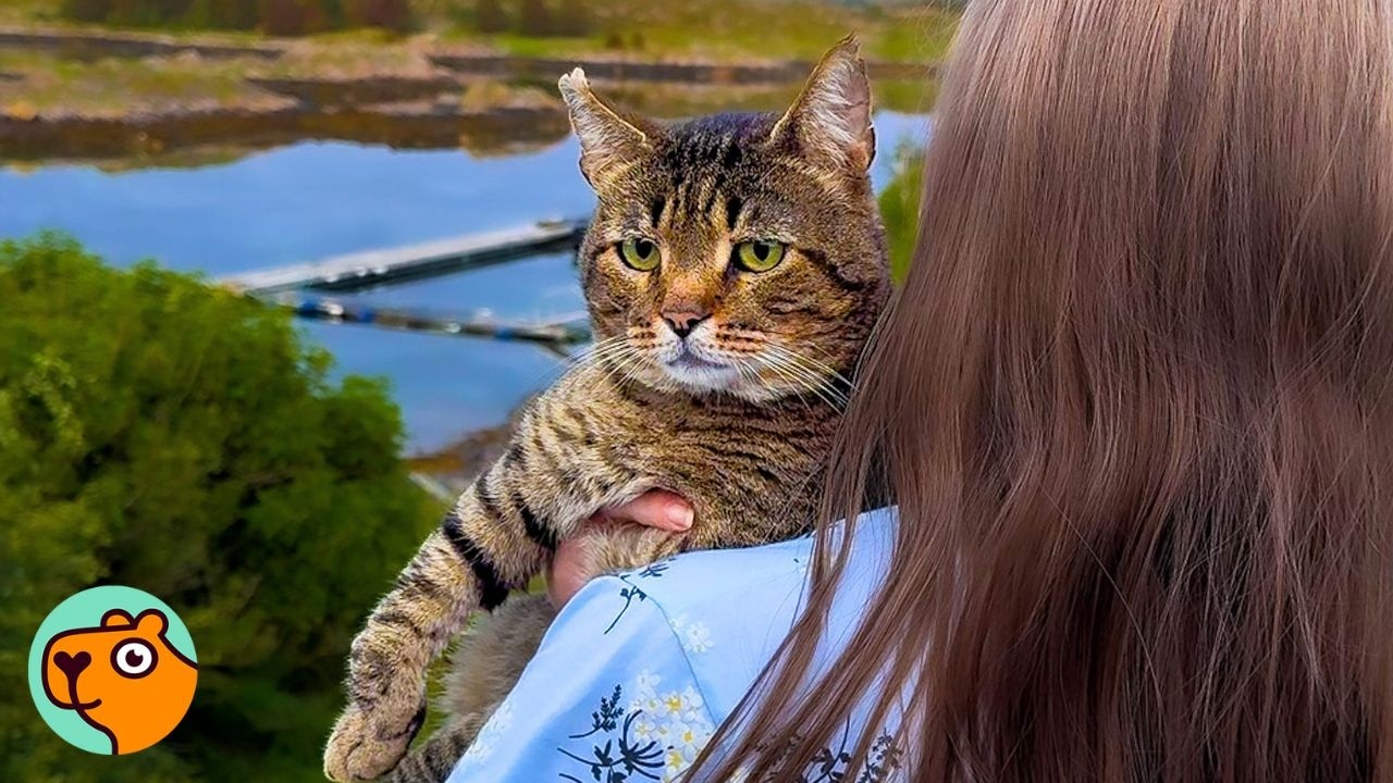 Stray Cat Ate Whatever He Found Until This Lady Helped Him | Cuddle Buddies