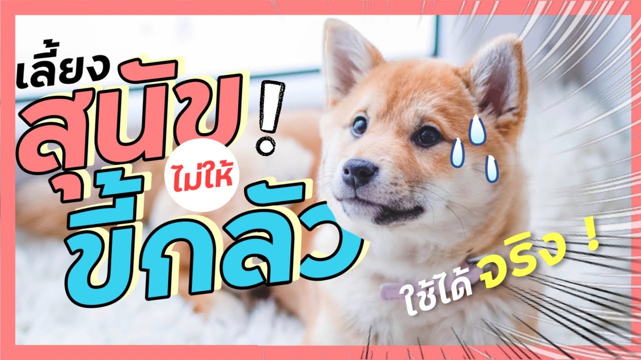 เปลี่ยนสุนัขขี้กลัว ก้าวร้าว ให้ปรับตัวเก่ง | สุนัขขี้กลัวแก้ยังไง ?? (EP.22)