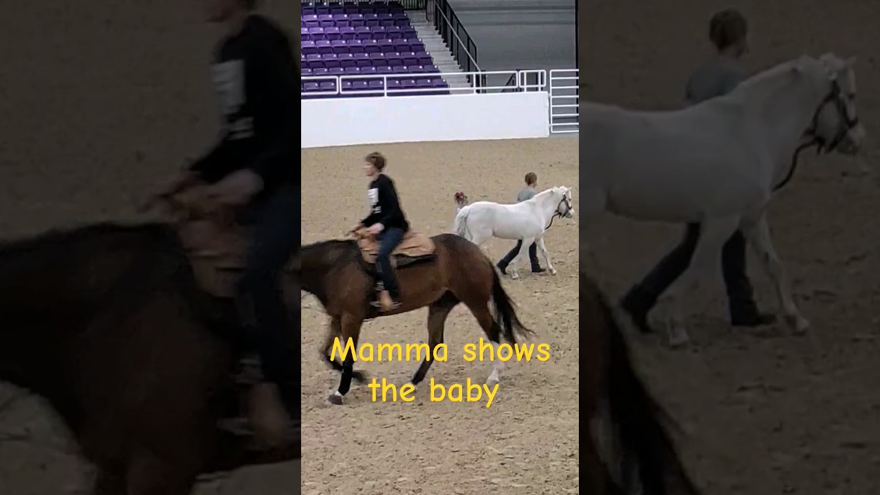 Mom shows baby 💞 how its done. #horse  #love #horseshow