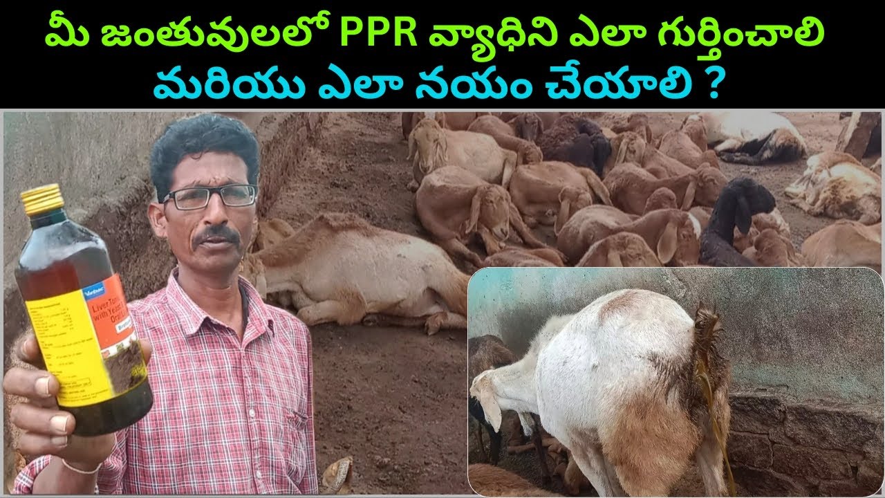 How to cure PPR (ప్లేగు అంటువ్యాధి) disease in animals #asmr #farming #subscribe #jaijawanjaikisan