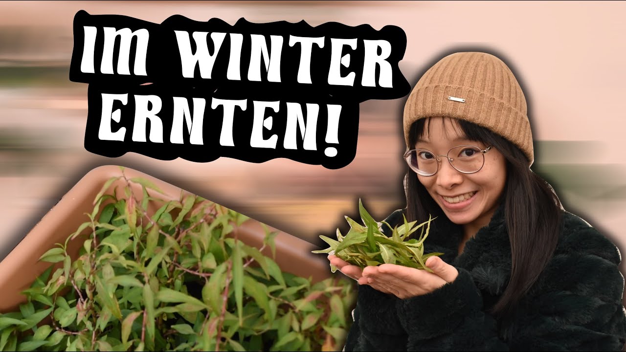 Diese Art von KORIANDER kannst DU auch im WINTER ernten!🌿🍃