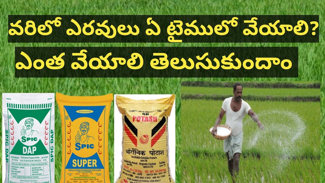 paddy fertilizer management in telugu| వరిలో ఏ టైంలో వేయాలి?| BB agriculture telugu