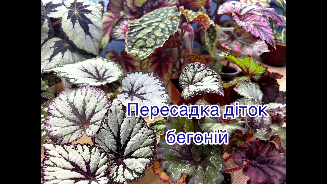 Дітки бегоній після покупки: як я їх пересаджую