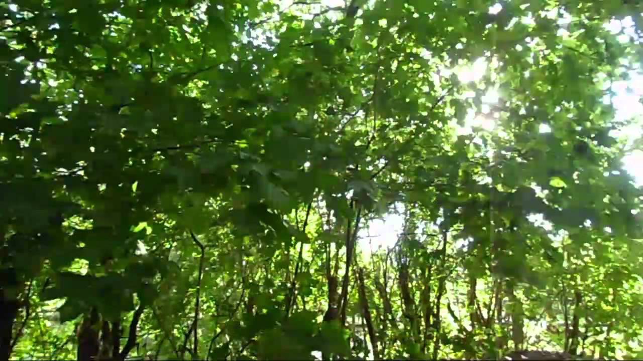 Zeulenroda