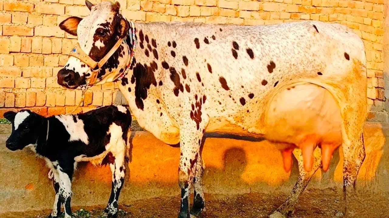 28  kg milk Jersey  friesian cross cow (03198651951) on YouTube 18 January 2025