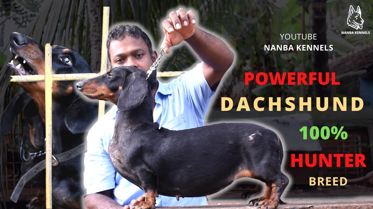 Dachshund Dog | Tamil I Hunter | Fully Explained | Nanba Kennel - Nagercoil, Kanyakumari, Tamilnadu