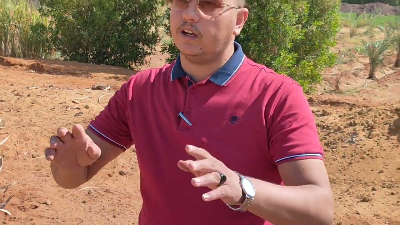 من أهم ملاحظات زراعة النخيل بالوادى الجديد الخارجه 01284809210