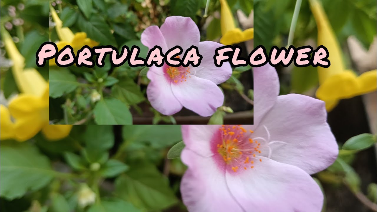 Portulaca flower 😍