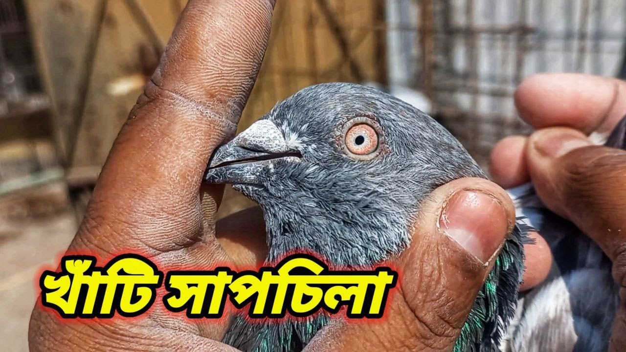 Alhamdulillah Weekly Saturday Sale Post - 01640730279 | Miraj Pigeon & Pets