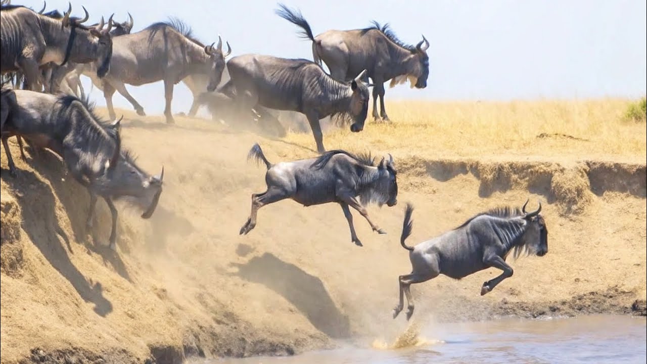 The Great Migration Like You&rsquo;ve Never Seen Before | Full Documentary