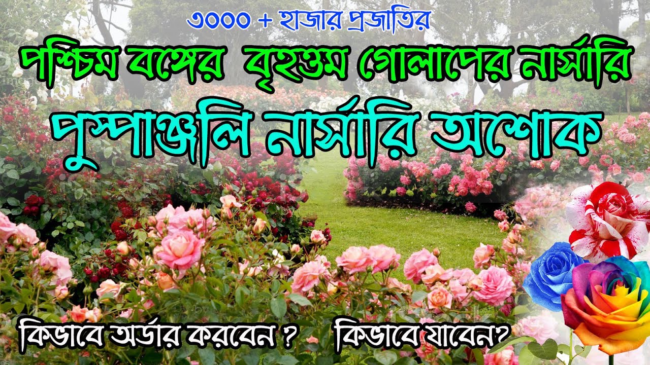 puspanjali nursery asoke 2022||rose garden in westbengal||rose nursery near kolkata||onedaytour