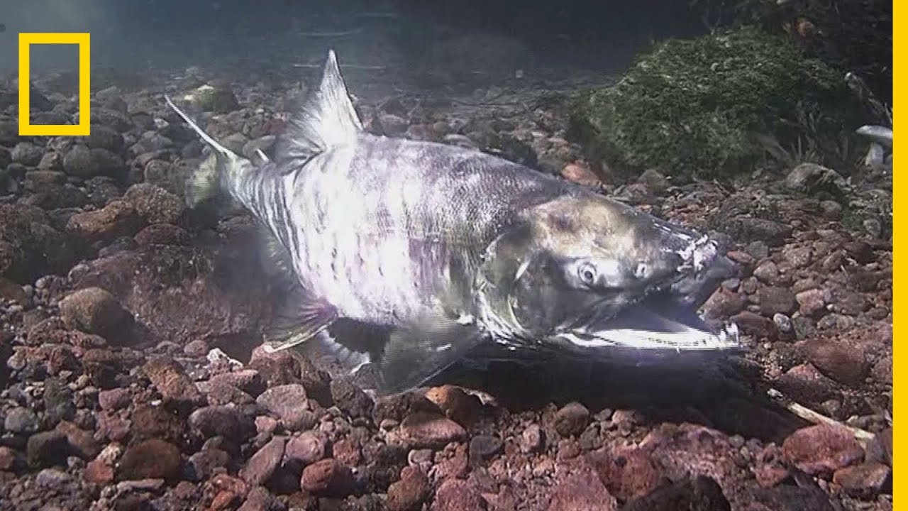 La reproduction des saumons en Alaska