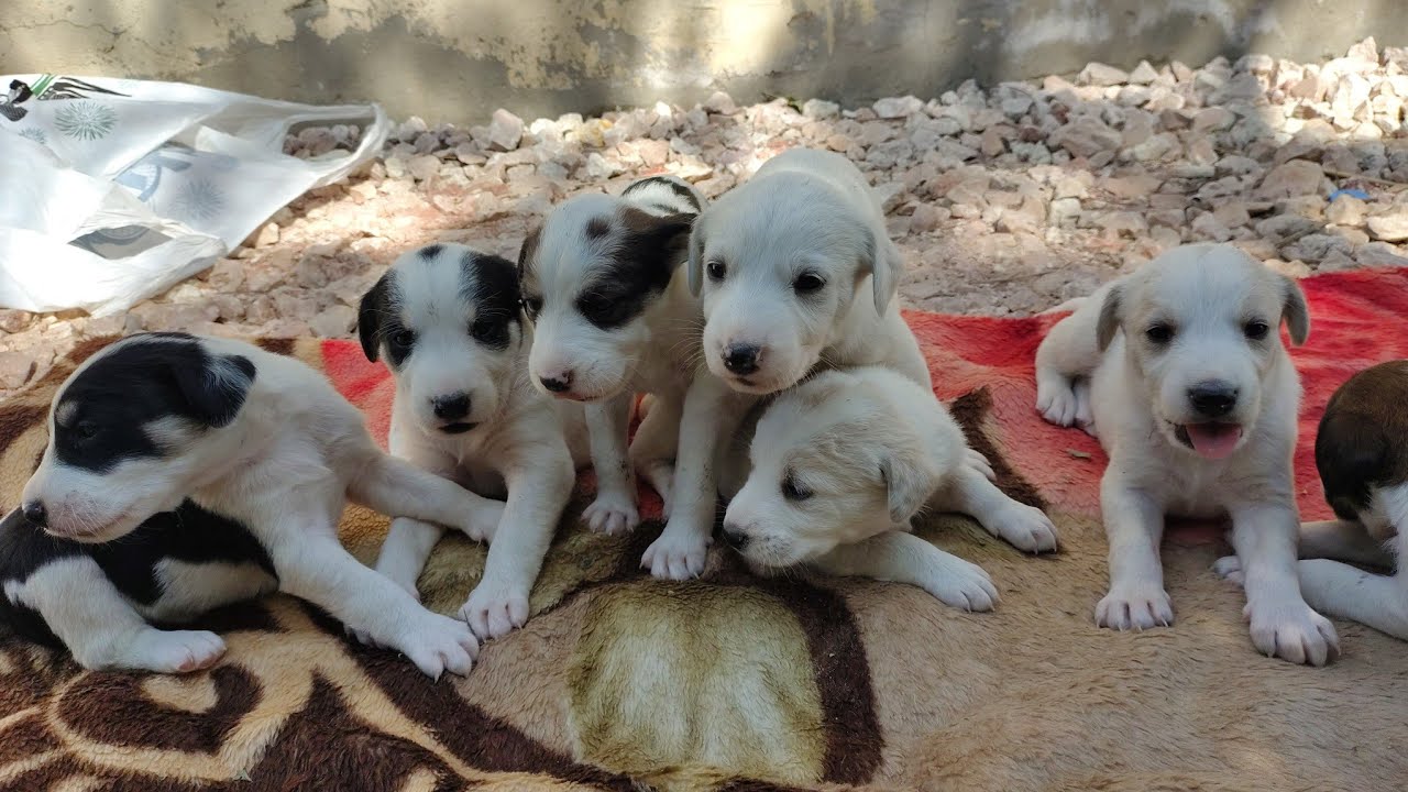 🍼 How To Feed Abandoned Newborn Puppies | Complete Step-by-Step Guide 🐶