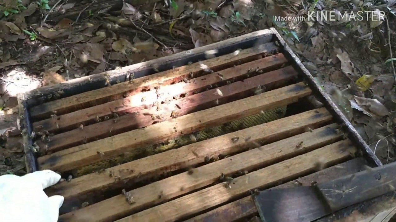 Tela Excluidora de rainha feita com tela de antena Parabólica - Teste com o Método Demarré
