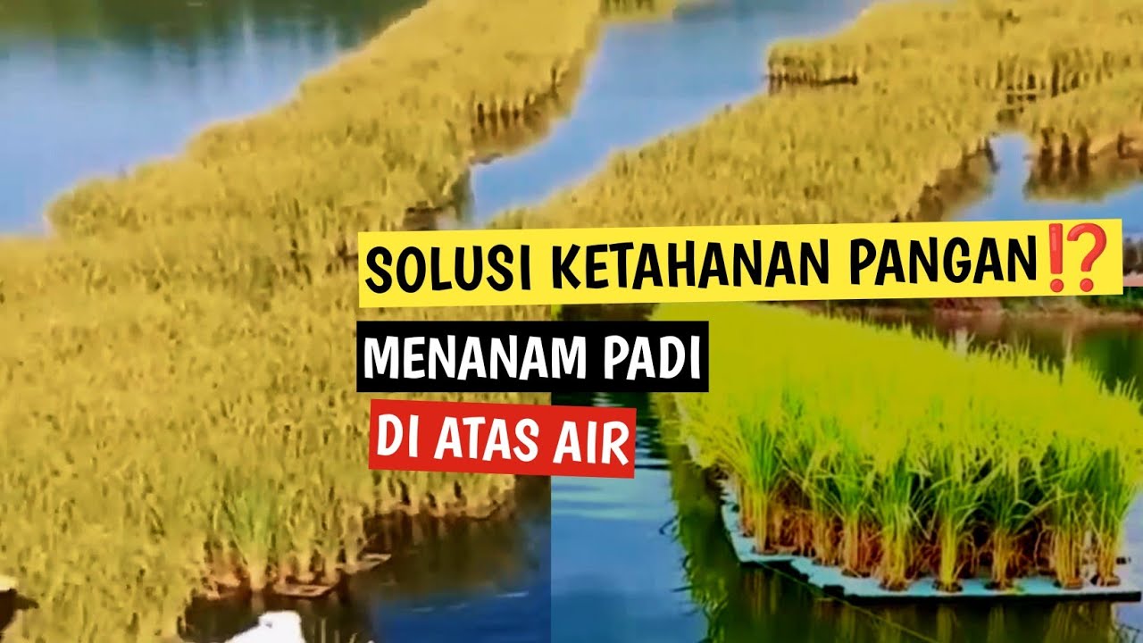 TEKNOLOGI CANGGIH‼️MENANAM PADI DI ATAS AIR || SOLUSI KETAHANAN PANGAN⁉️