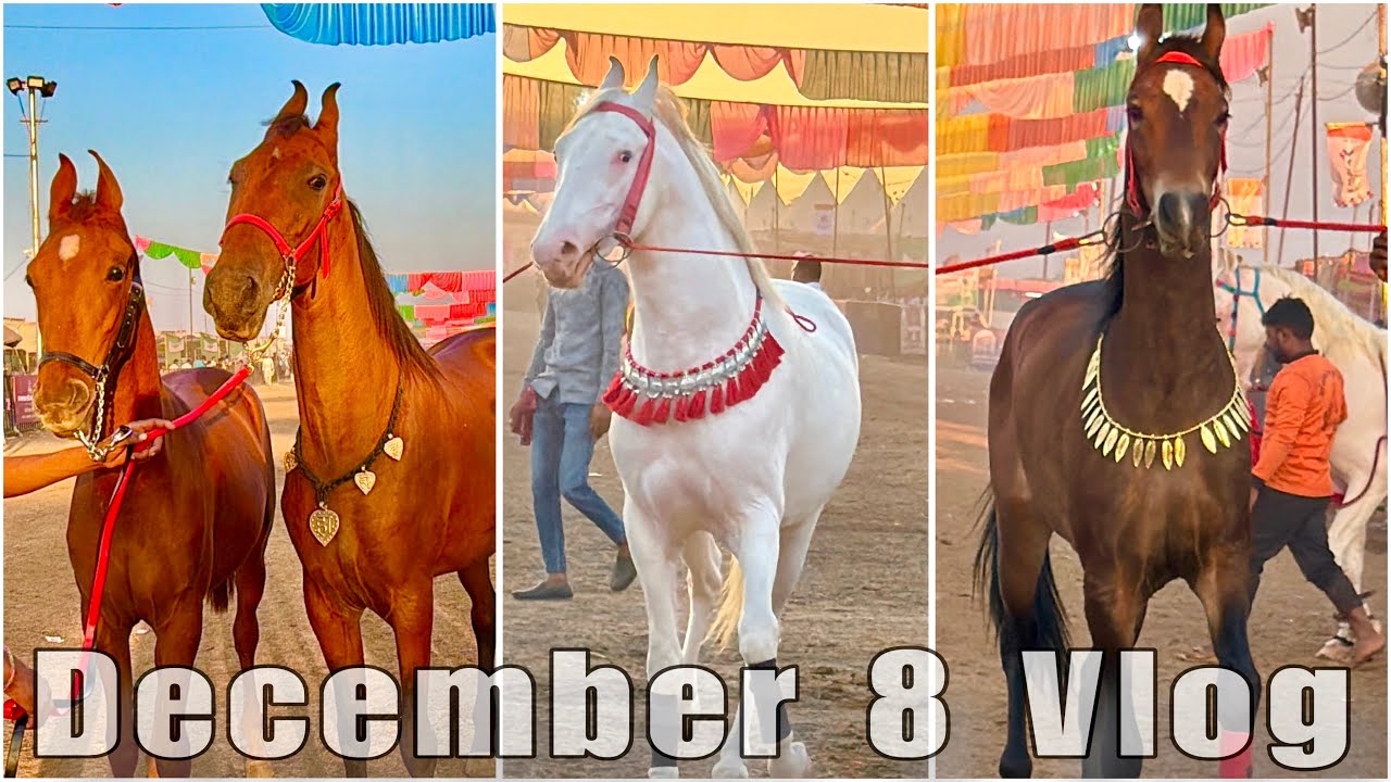 Sarangkheda Horse Fair 2025 Dec 8 Vlog Feat Marwari Nukra Colts Fillies Horse Market | Ghoda Mandi
