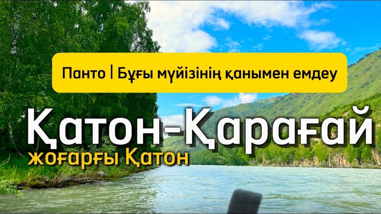 Қатон-Қарағай | ПАНТО ЕМДЕУ | Түрлі ауруларға шипа болатын Бұғы мүйізінің қаны.