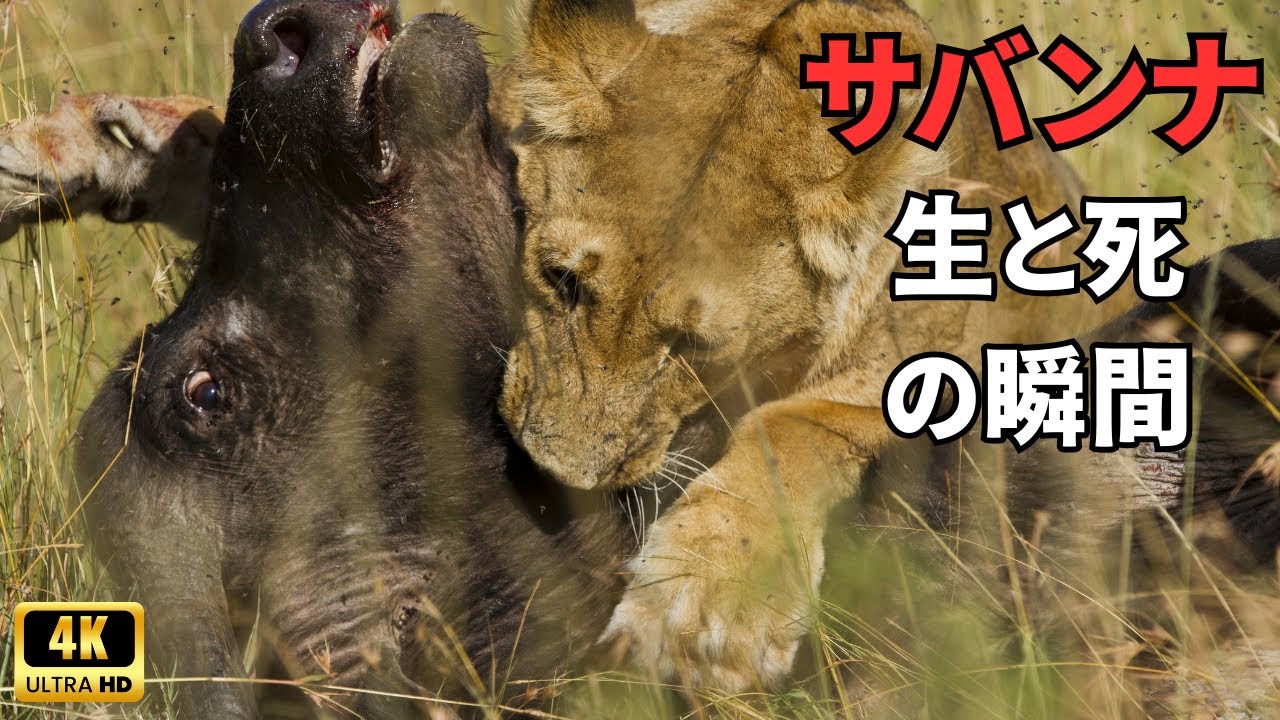 野生のサバンナ|生と死の瞬間...あらゆる命に出口はない！
