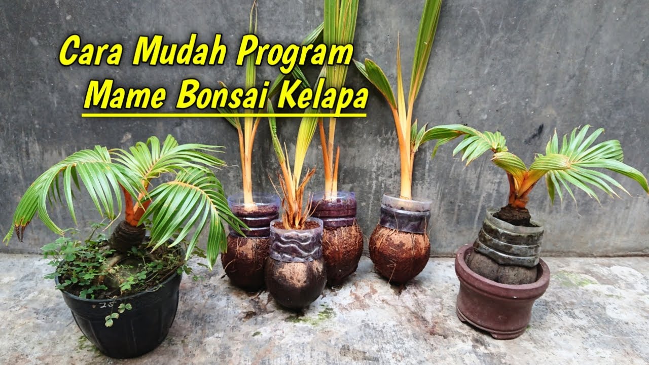 CARA AWALAN MEMBUAT BONSAI KELAPA MAME || MAME COCONUT BONSAI