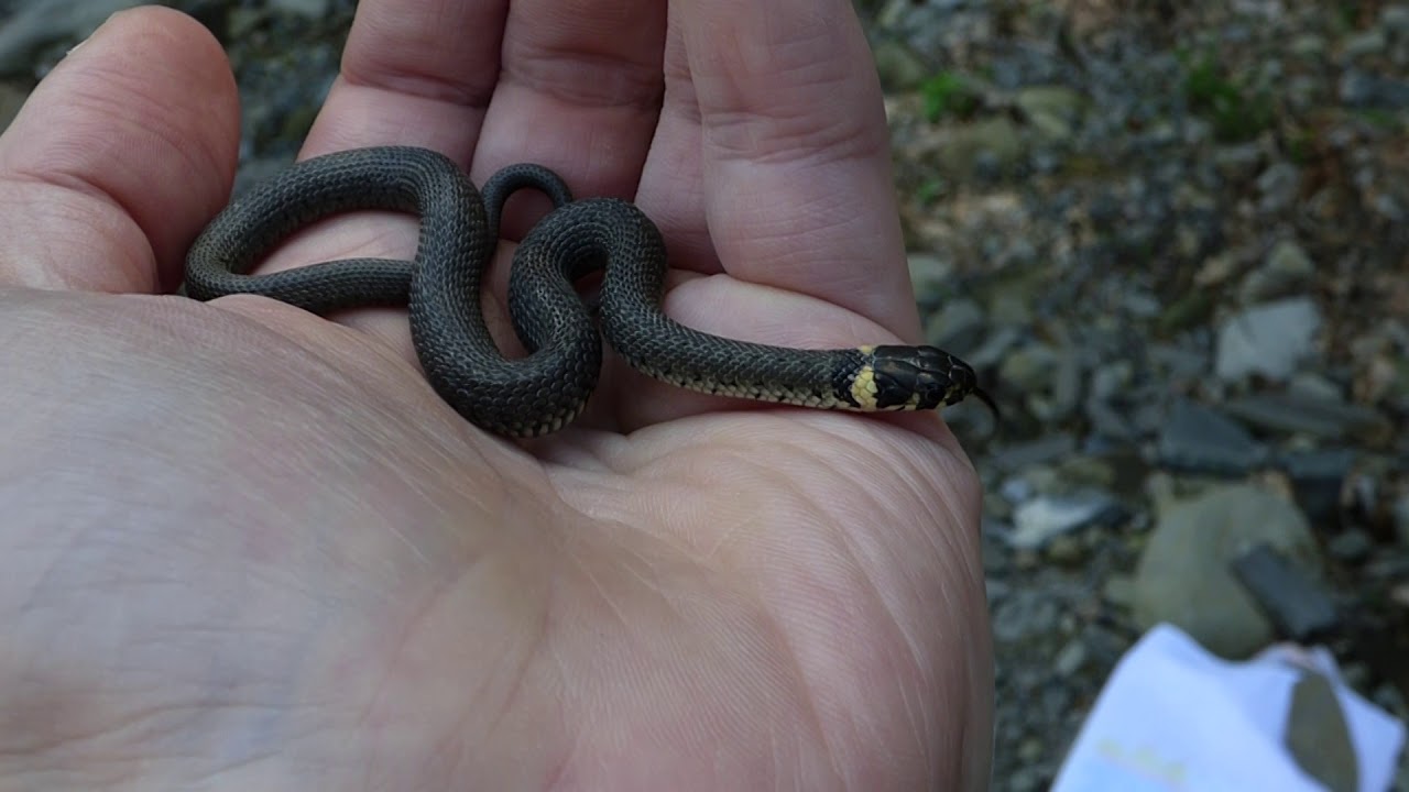 MŁODY ZASKRONIEC ZWYCZAJNY (Natrix natrix) 05.5.2018 r. / Beskid Mały