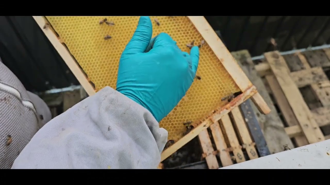 How to find eggs in a bee hive and what to do when you find a swarm cell
