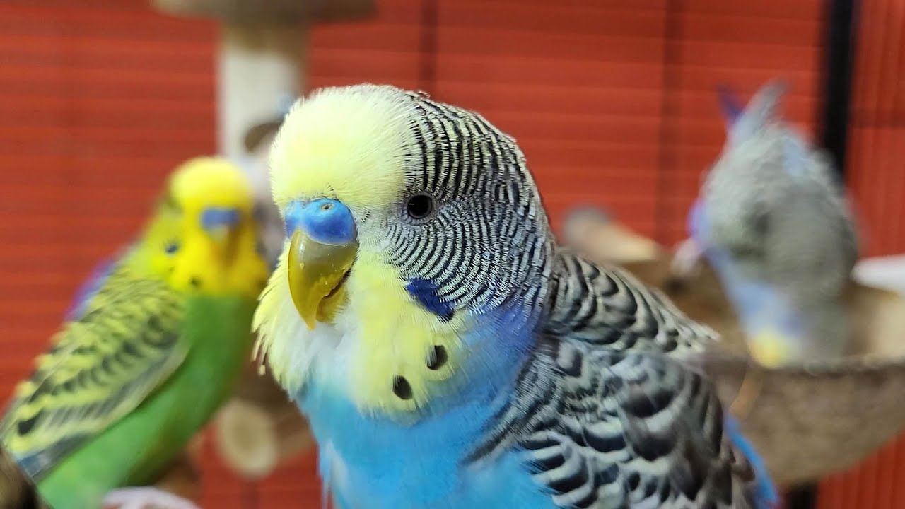 relaxing budgie sounds
