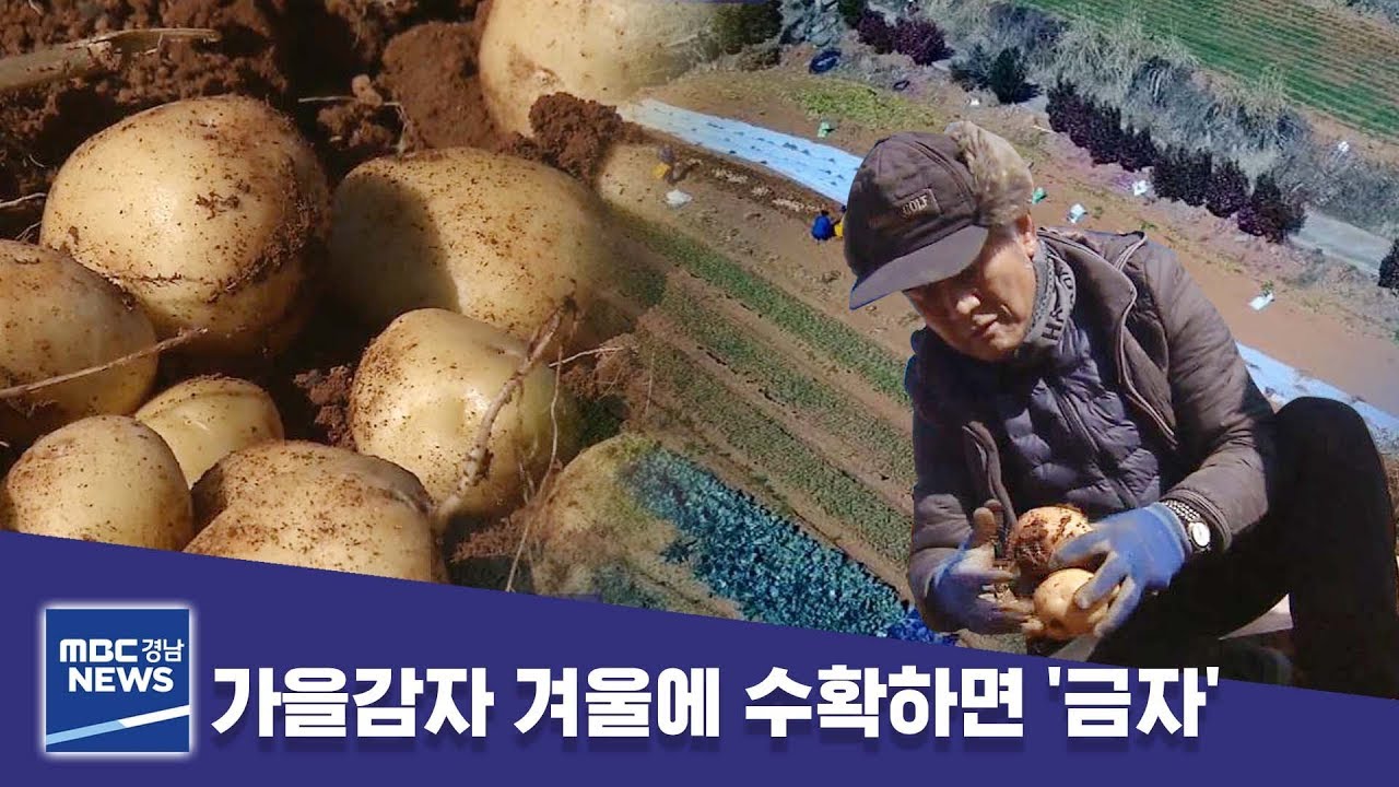 가을감자 겨울에 수확하면 '金자' [MBC경남 뉴스데스크] 190120