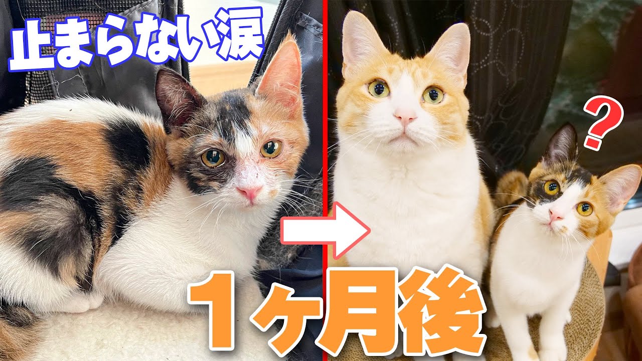 もう治らないと言われた持病持ちの子猫を保護して１ヶ月経ったら…