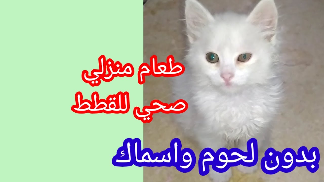 اصنع بنفسك طعام منزلي صحي للقطط باقل التكاليف بدون لحوم واسماك