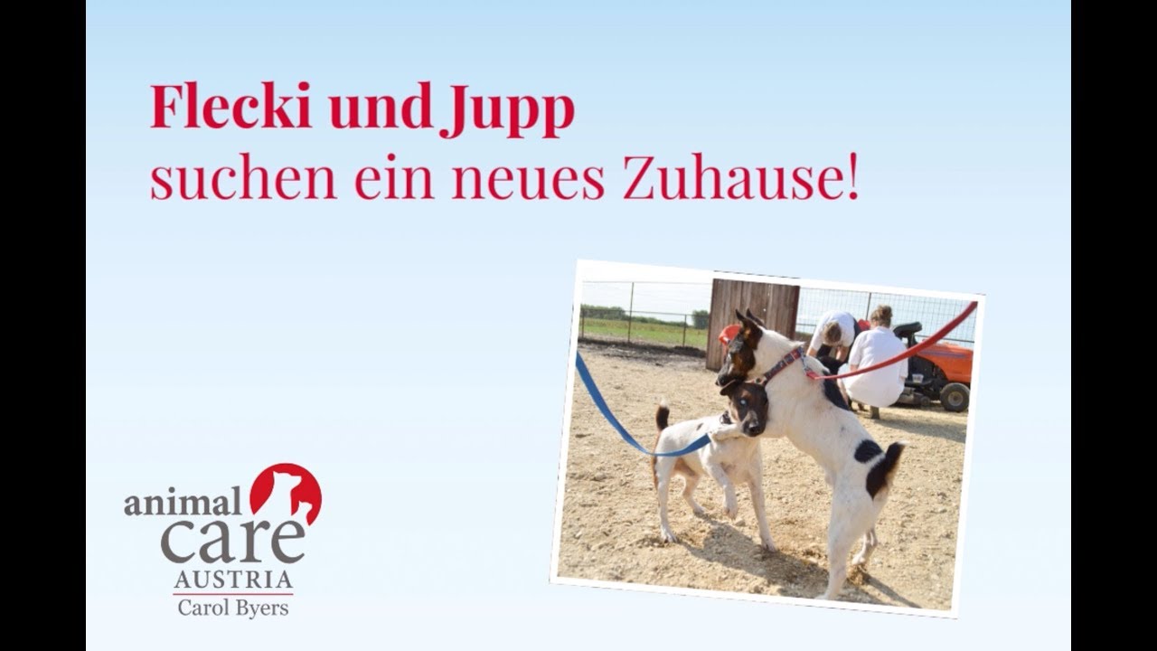 Flecki und Jupp suchen ein neues Zuhause | Animal Care Austria