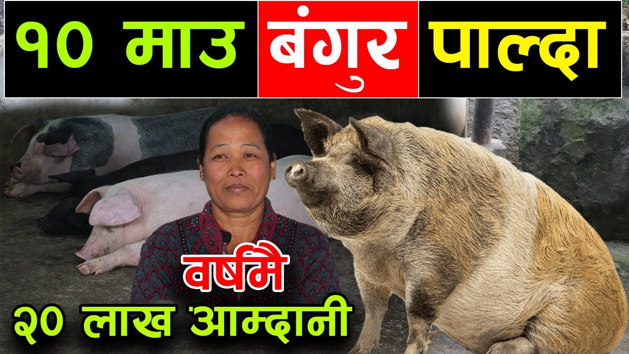 २० लाख १ बर्षमा कमाउन मात्र १० माउ बंगुर पाल्दा हुन्छ ! ‘काली बंगुरको गोठालो’ ||kiranpaudel