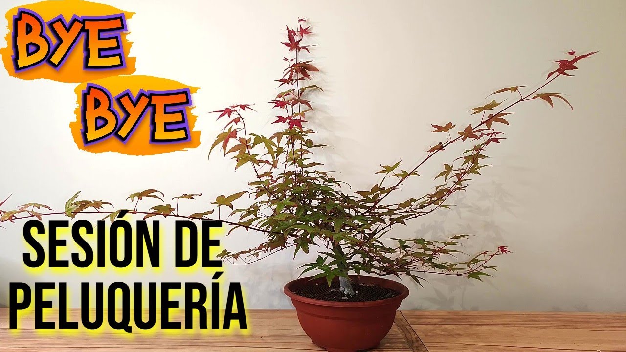 💥 Poda de Ramas para Aumentar la RAMIFICACIÓN en Acer Palmatum - BONSAI 💥