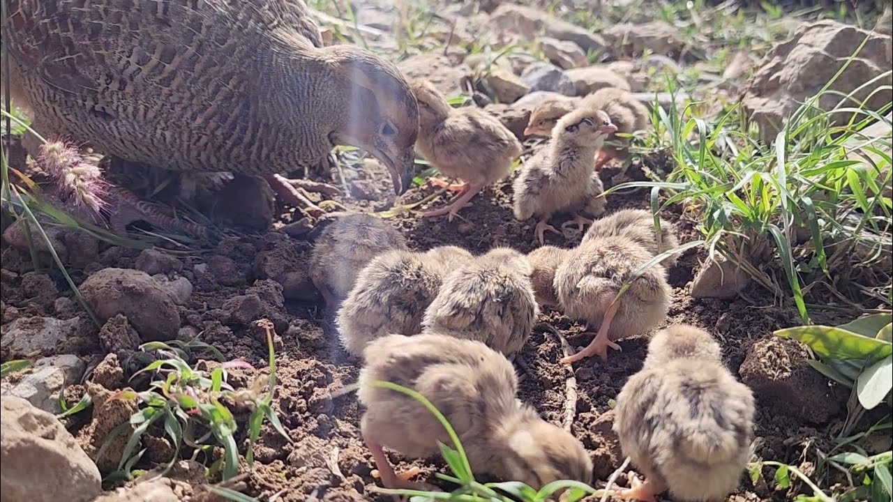 Teetar chick's feeding  | Partridge birds baby  | Grey francolin babies feeding