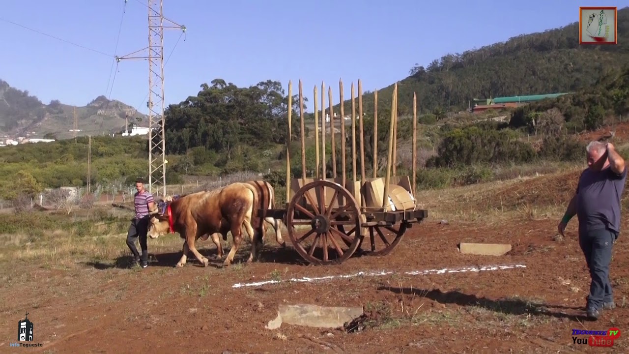 MANEJO DE YUNTAS ( PRUEBA ELIMINATORIA ) 1º