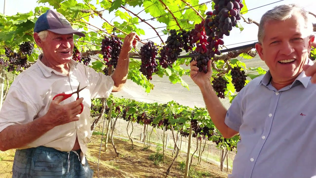 Dicas para Produção de Uvas Sem Sementes: BRS Vitória e BRS Isis, Aqui no ES.