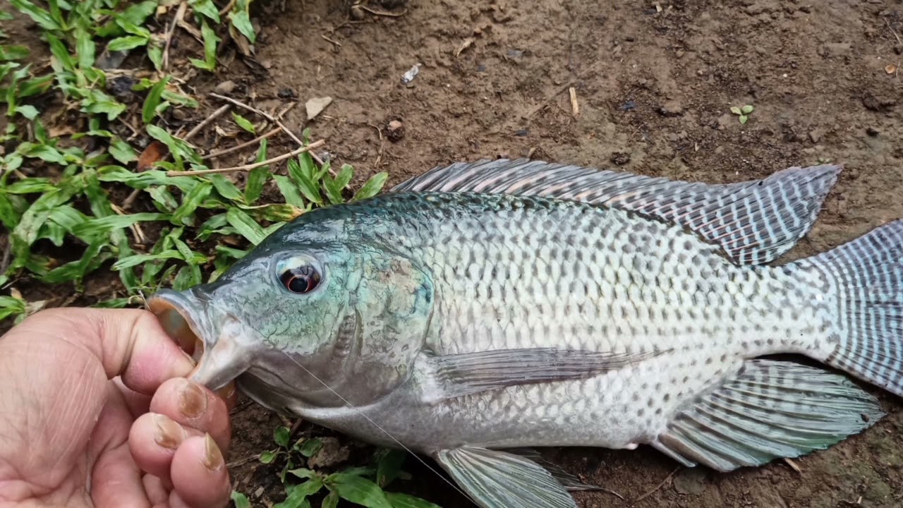 野釣_外雙溪下游，福林橋下水門，土司麵包為餌，烏魚，竹竿頭，福壽，羅漢魚