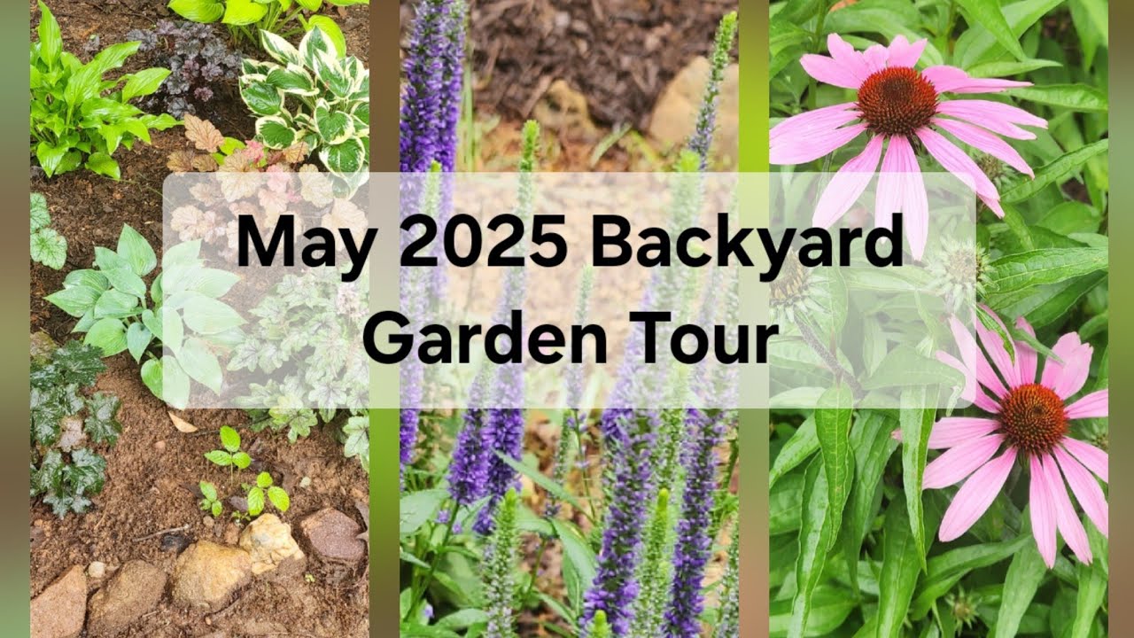 May 2025 Backyard Garden Tour. GA/Zone 8a.