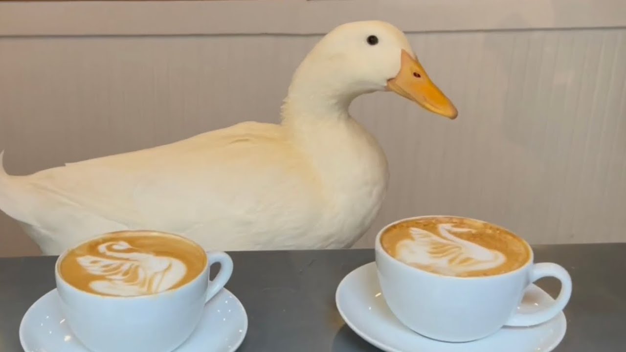 I took my duck to coffee ☕️🦆