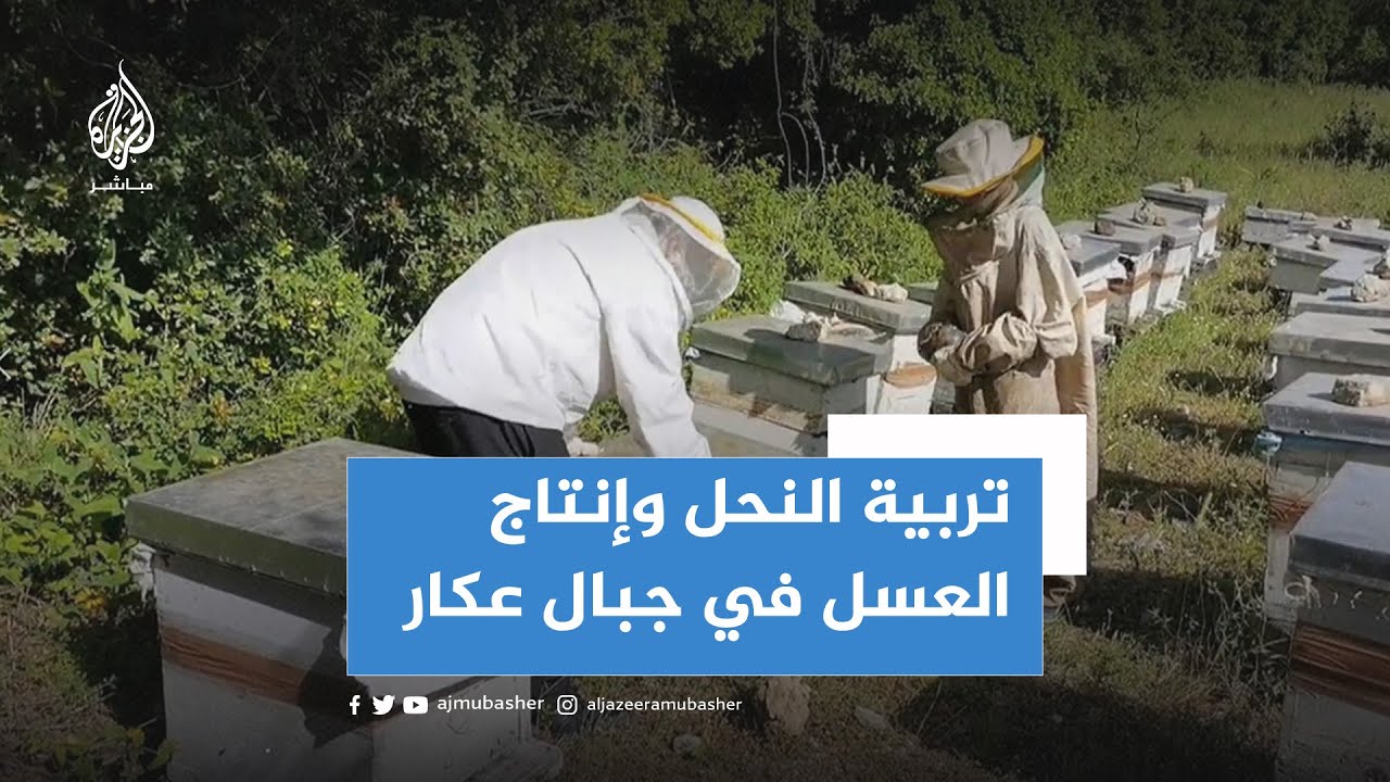 واقع تربية النحل وإنتاج العسل في عكار اللبنانية