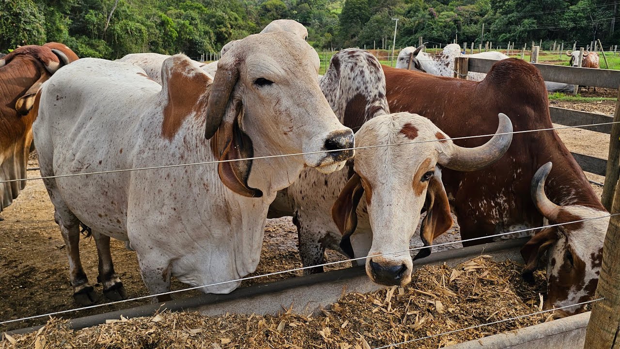 GADO GIR LEITEIRO ALTA PRODUTIVIDADE: ASPIRA&Ccedil;&Atilde;O E PRODU&Ccedil;&Atilde;O DE EMBRI&Atilde;O, A TECNOLOGIA A FAVOR DO CAMPO