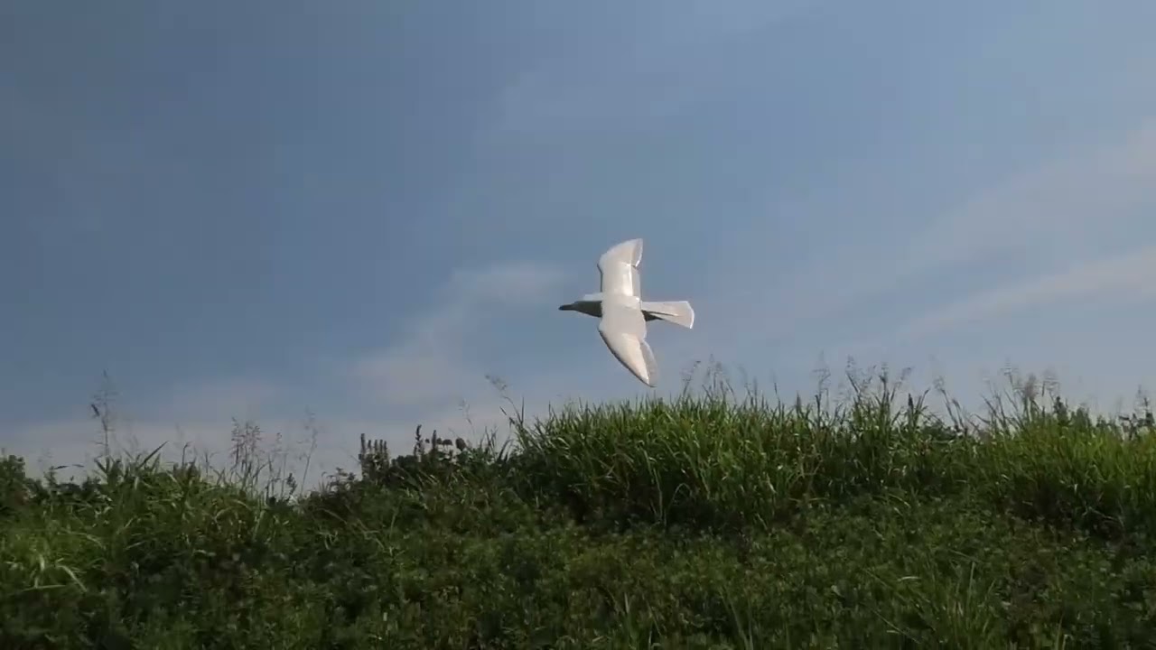 垂直尾翼の無い鳥型機：カモメ　「RC技術」（電波社）の取材　掲載は来月か再来月
