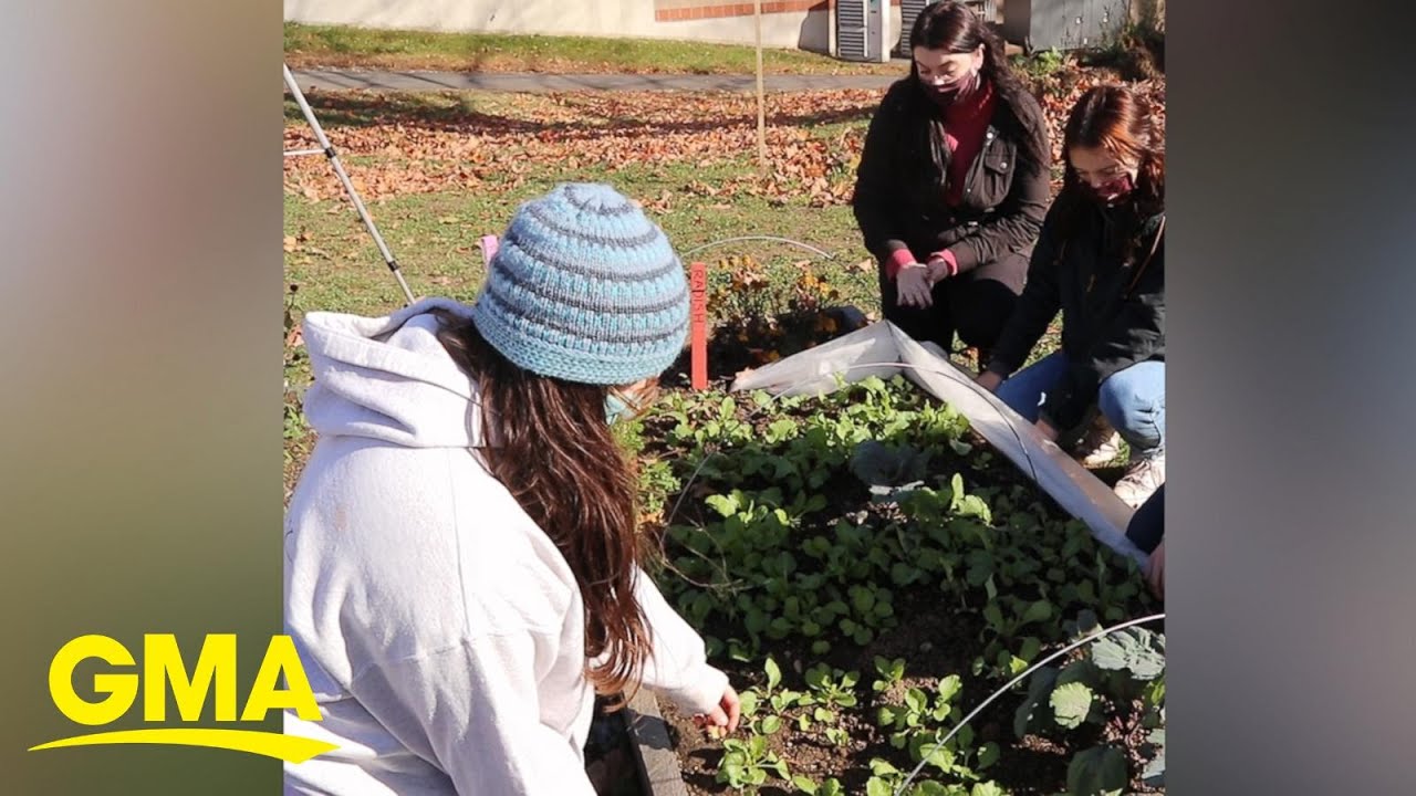 These college students grew a garden to help fight food insecurity in their community l GMA