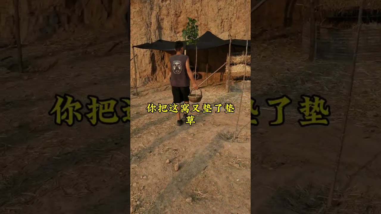 给鸡安排几个新的据点下蛋，日常收租的一天#生态养殖#我要上热门#捡鸡蛋#抖音记录我的农村生活#返乡创业