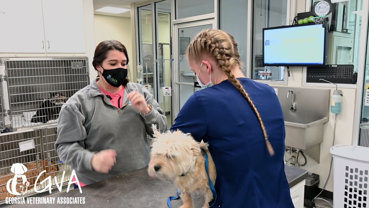 Veterinary Technician at Georgia Veterinary Associates