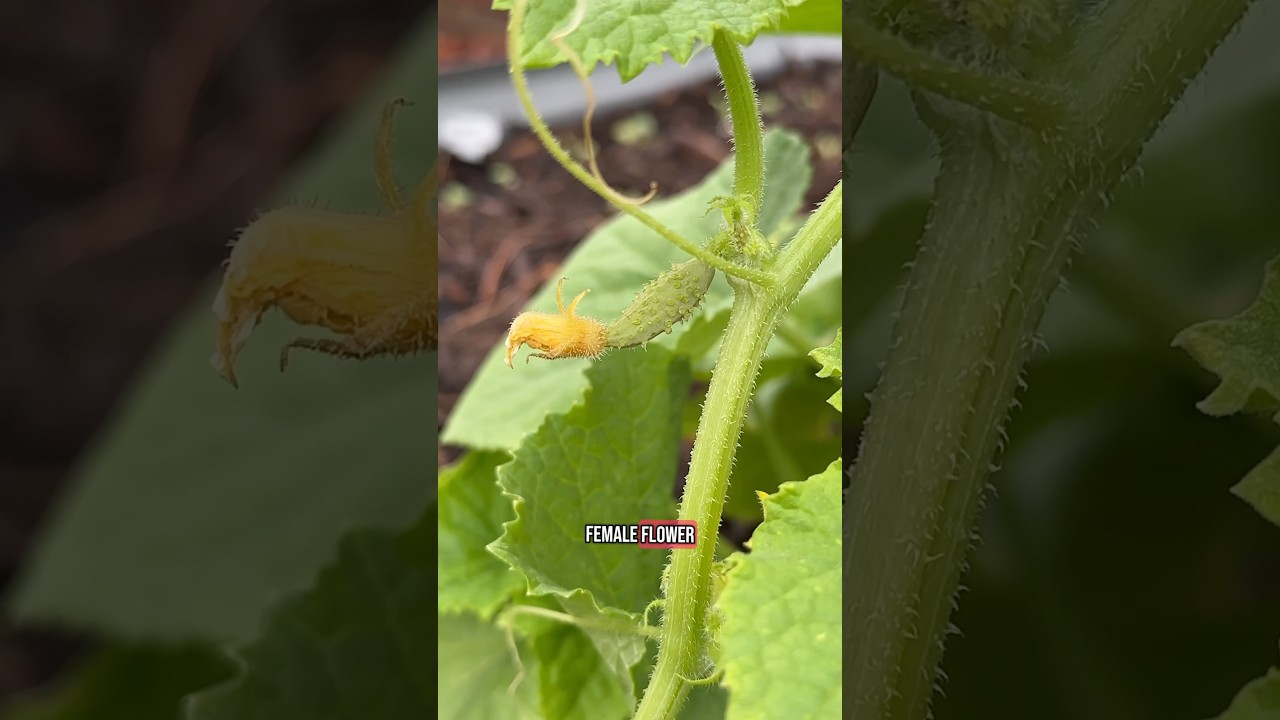 Learn to identify male vs. female plants! 🌱 