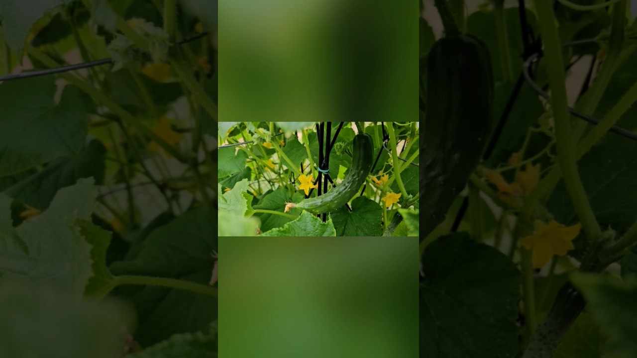 Can't Wait For Spring! 🥒 