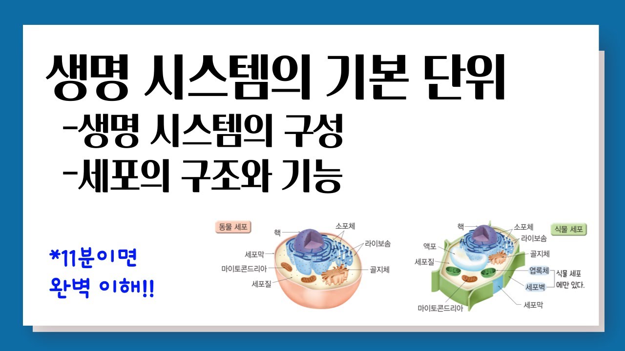 [개정 통합과학] 생명 시스템의 기본 단위 l 생명 시스템의 구성, 세포의 구조와 기능