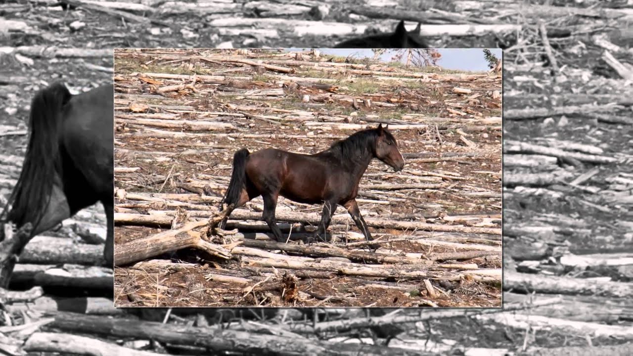 Wild Horses of Alberta