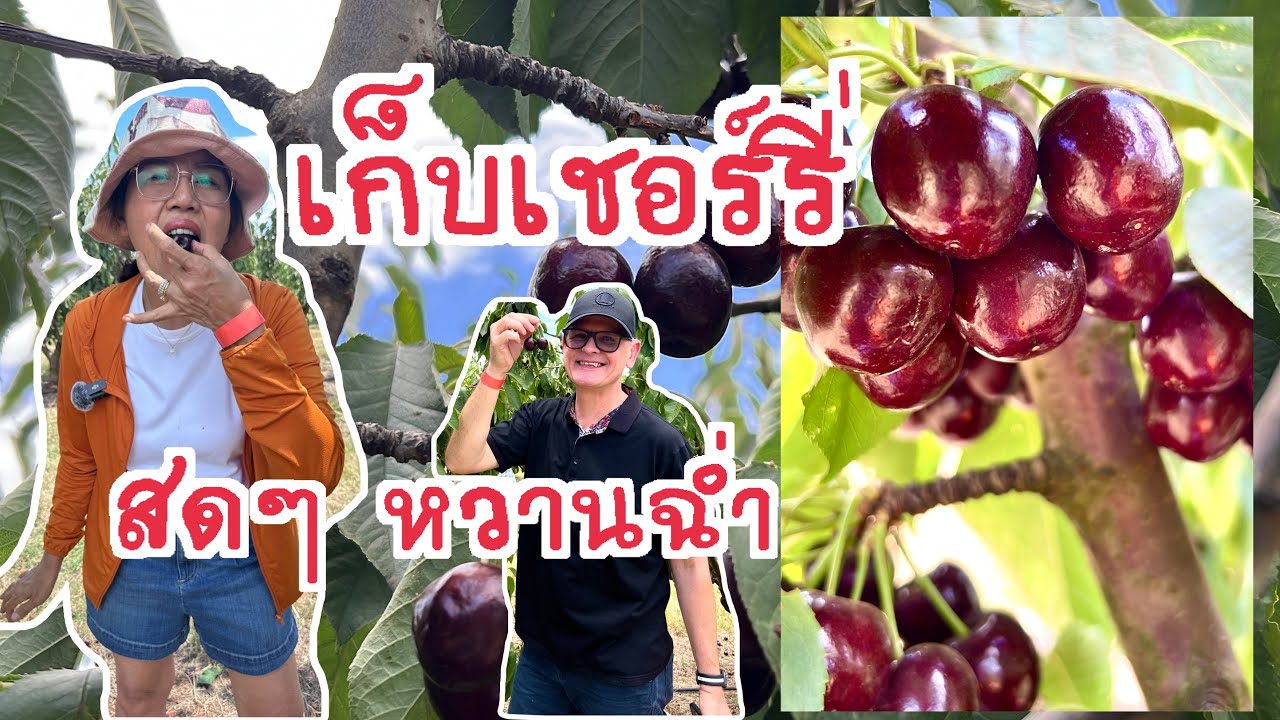 25/01#03 Cherry picking เก็บเชอร์รี่สดๆ จากสวน หวาน ฉ่ำ